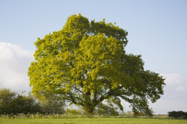 A magnificent english oak tree in early summer