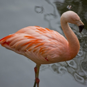 Chilean flamingo wading in the shallows