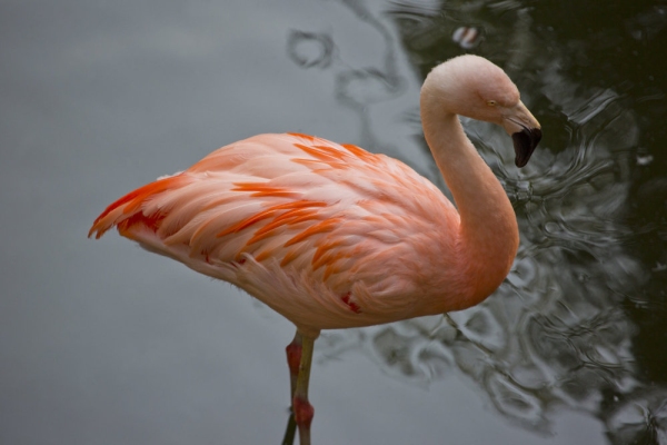 Chilean flamingo wading in the shallows