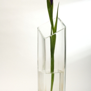 A bearded iris flower in a vase