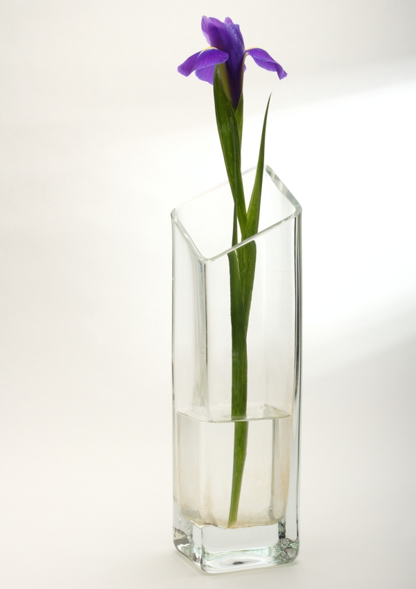 A bearded iris flower in a vase