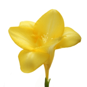 A freesia bloom close up