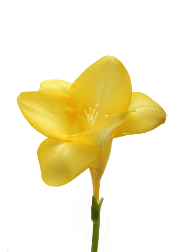 A freesia bloom close up