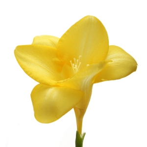 A freesia bloom close up