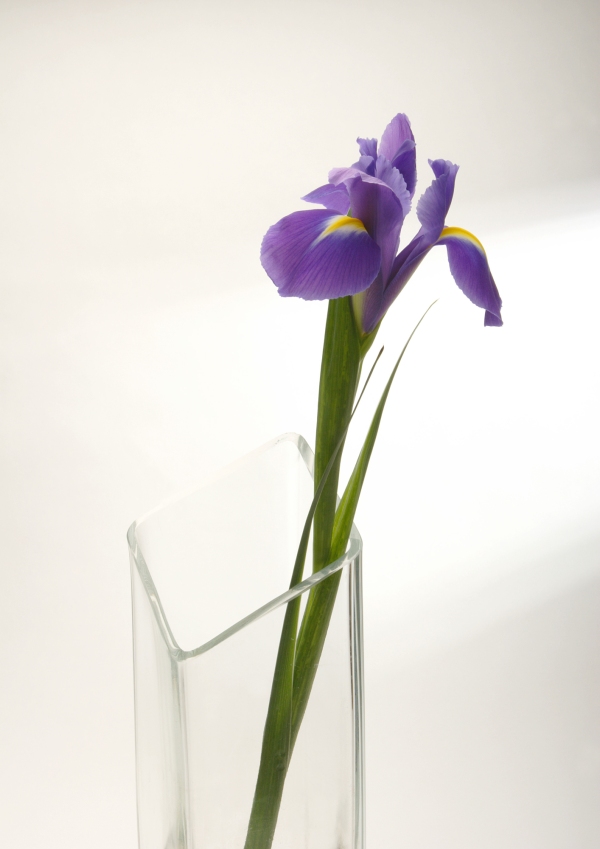 A bearded iris flower in a vase