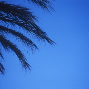 Palm tree fronds set against a pure blue sky