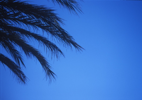 Palm tree fronds set against a pure blue sky