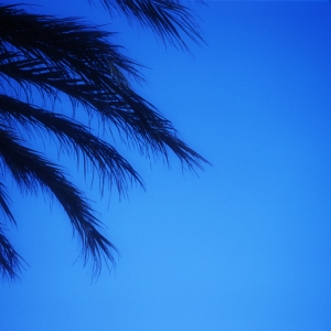 Palm tree fronds set against a pure blue sky