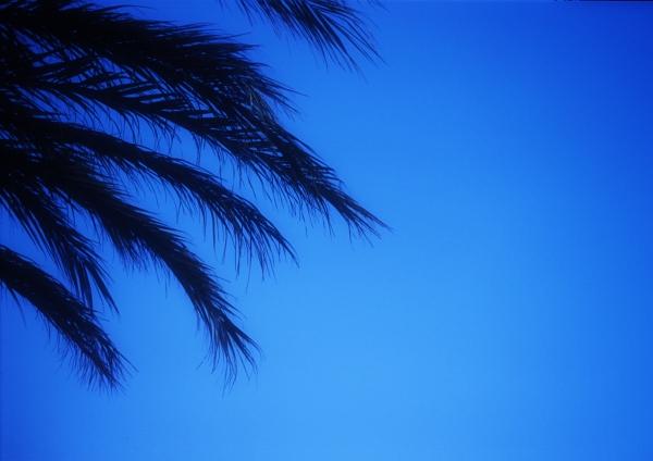 Palm tree fronds set against a pure blue sky