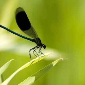 A blue damselfly or demoiselle resting on a reed stalk by the river bank on a summer's evening