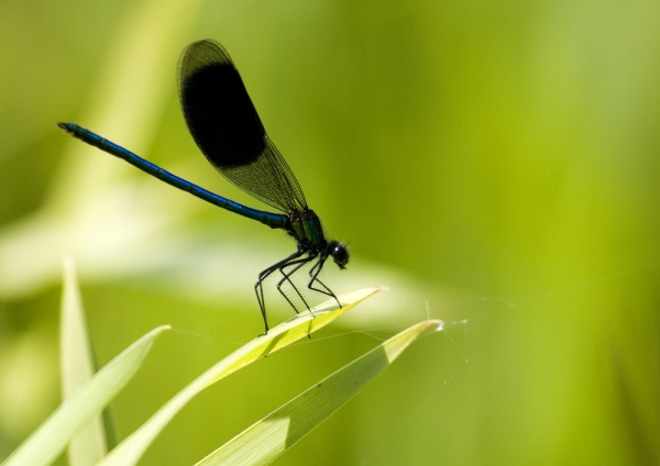 A blue damselfly or demoiselle resting on a reed stalk by the river bank on a summer's evening