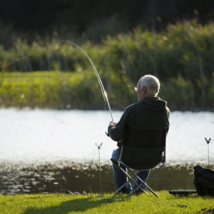 A coarse fisherman or angler playing a big fish on a beautiful summer's evening by the waterside