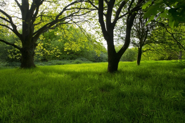 Springtime woodland, with young oak trees and new grass meadow