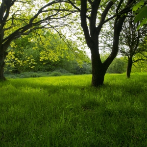 Springtime woodland, with young oak trees and new grass meadow