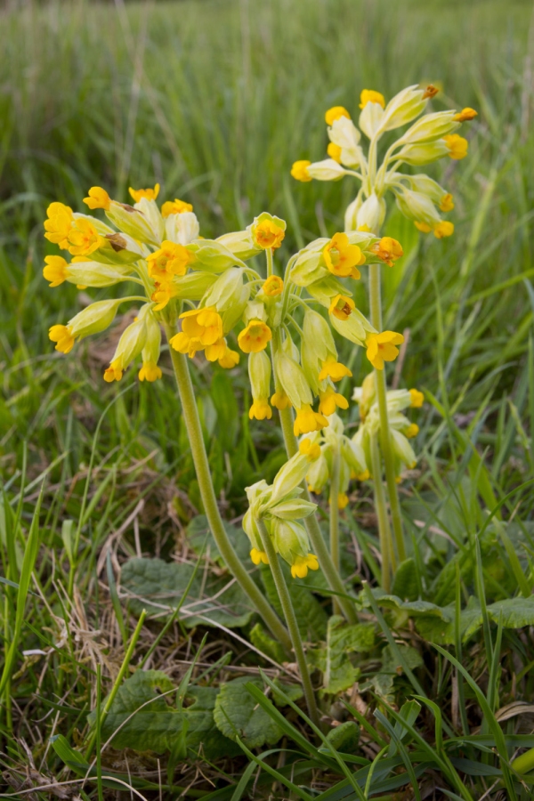 A close up view of cowslips (Primula Veris)