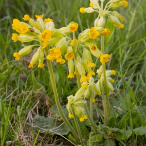 A close up view of cowslips (Primula Veris)