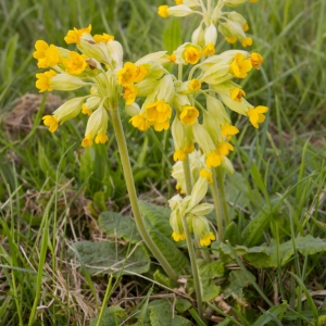 A closeup view of cowslips