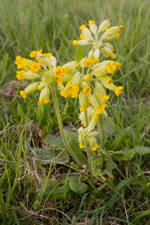 A closeup view of cowslips