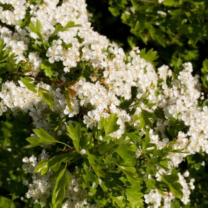 Hawthorn blossom in the spring