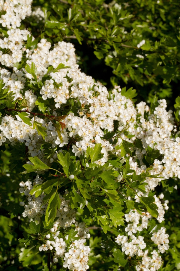 Hawthorn blossom in the spring