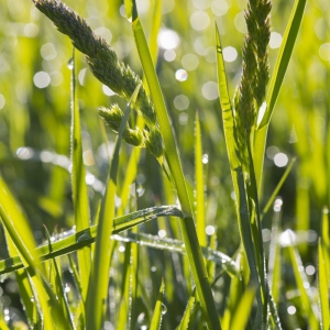 A close up view of a summer grass meadow with dew highlights