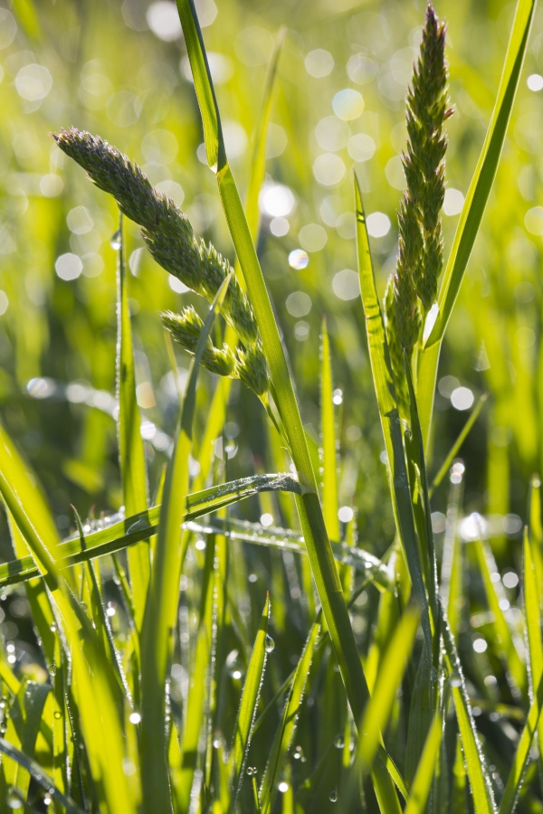 A close up view of a summer grass meadow with dew highlights