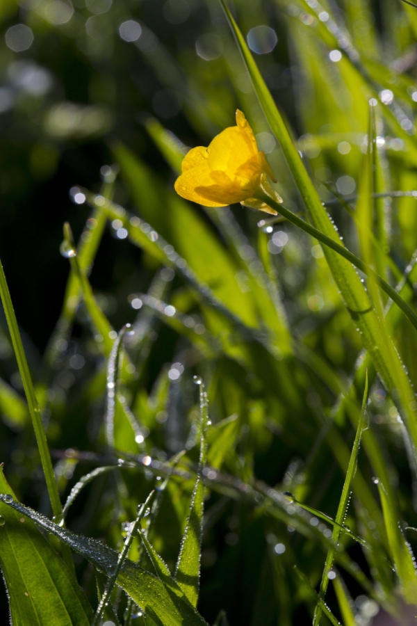 A close up view of a meadow buttercup plant in a summer meadow