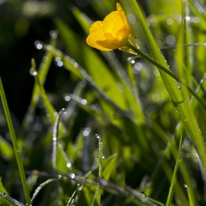 A close up view of a meadow buttercup plant in a summer meadow