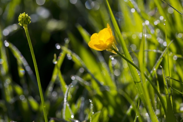 Close up view of wild buttercups in a summer meadow