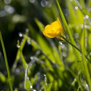 Close up view of wild buttercups in a summer meadow