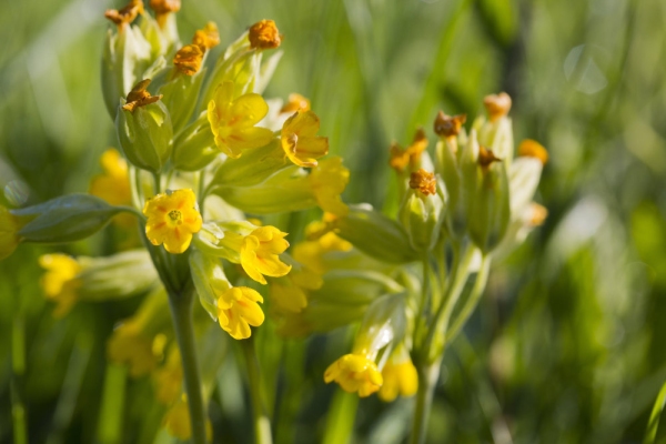 close up of cowslip flowers