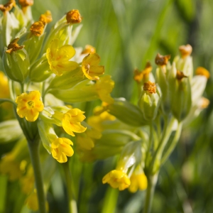 close up of cowslip flowers