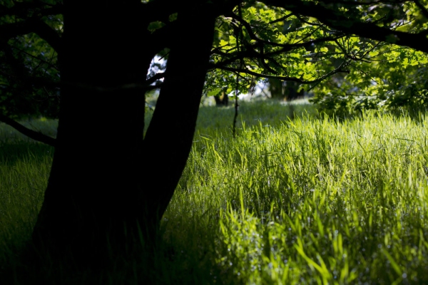 Springtime woodland and meadow grass