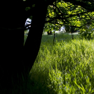 Springtime woodland and meadow grass