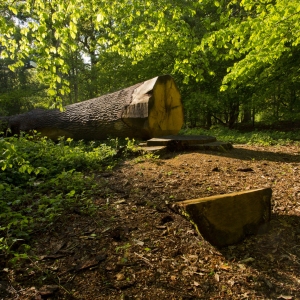 A woodland scene with a recently cut down tree