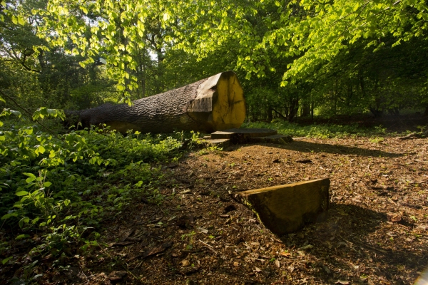 A woodland scene with a recently cut down tree