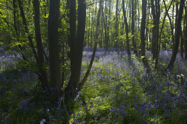 A bluebell wood in spring