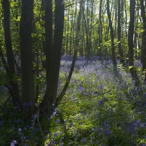 A bluebell wood in spring