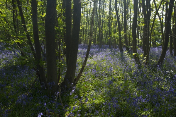 A bluebell wood in spring