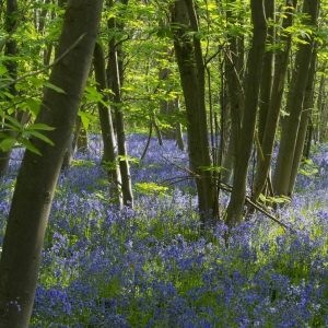 Bluebell wood in spring