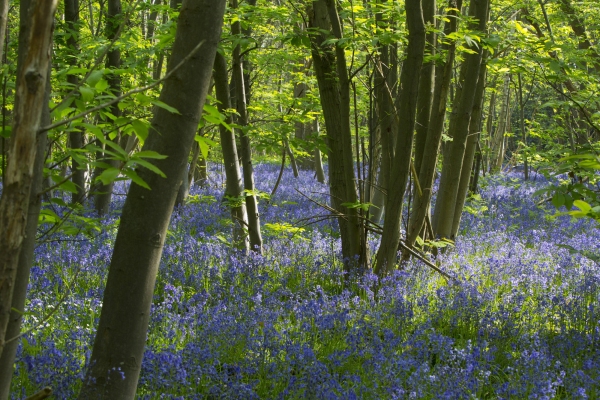 Bluebell wood in spring