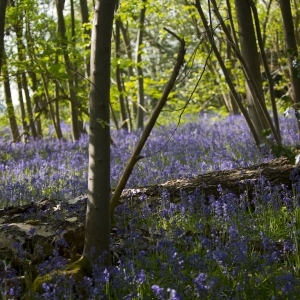 A young bluebell wood