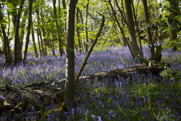 A young bluebell wood