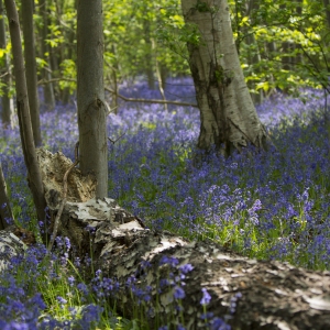 Fallen tree in a bluebell wood