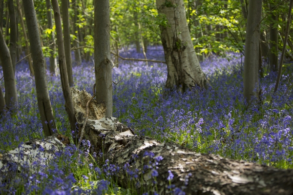 Fallen tree in a bluebell wood