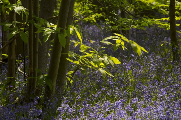 Bluebells in a young oakwood