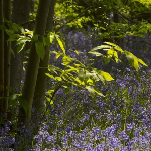 Bluebells in a young oakwood