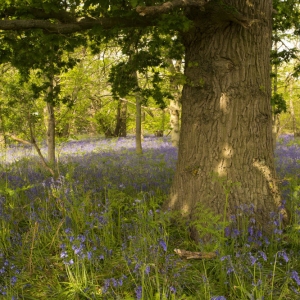 An oak tree in a wood surrounded by bluebells in the spring