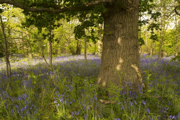 An oak tree in a wood surrounded by bluebells in the spring