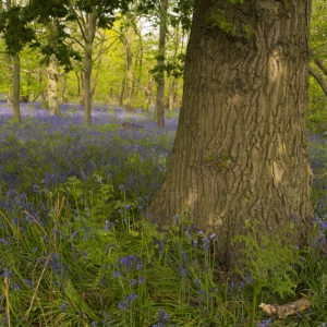 An oak tree in an English bluebell wood